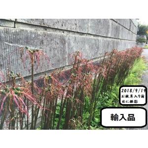 彼岸花(曼珠沙華)の球根(20球)(本物の日本...の詳細画像2