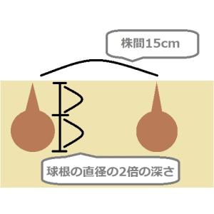 彼岸花(曼珠沙華)の球根(20球)(本物の日本...の詳細画像3