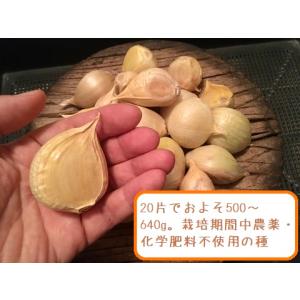 ジャンボにんにくの種（りん片）（10個）茨城県産・栽培期間中農薬