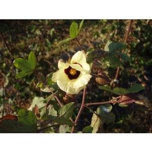 綿の種「和綿・真岡木綿」(30粒)栽培期間中農...の詳細画像2