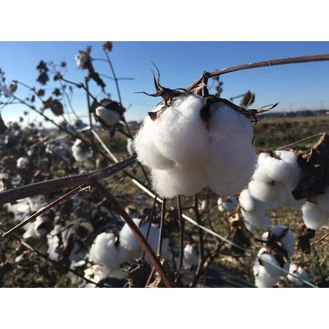 綿の種「アップランド綿」（３０粒）栽培期間中農薬化学肥料不使用・栽培説明書付き・2023秋冬採種した...