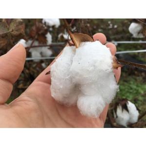 綿の種「アップランド綿」(30粒)栽培期間中農...の詳細画像1