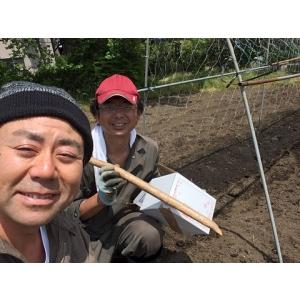 自然薯のむかご(種)(300g)栽培説明書付きの詳細画像2
