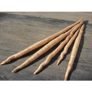 自然薯のむかご(種)(300g)栽培説明書付きの詳細画像5