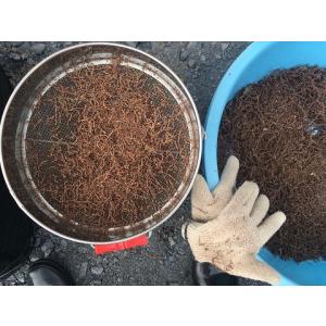 藍(あい)の種(品種:赤茎千本)(5g)(染料...の詳細画像2