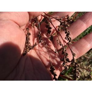 藍(あい)の種(品種:赤茎千本)(5g)(染料...の詳細画像3