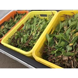 藍(あい)の種(品種:赤茎千本)(5g)(染料...の詳細画像5