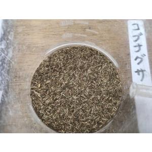 小鮒草(コブナグサ)の種(5g)(染料植物)栽...の詳細画像1