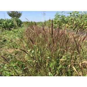 小鮒草(コブナグサ)の種(5g)(染料植物)栽...の詳細画像4