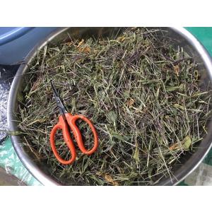 小鮒草(コブナグサ)の種(5g)(染料植物)栽...の詳細画像5