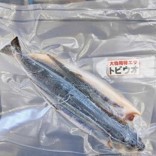 クール便 冷凍トビウオ 開き 26cm 大物釣り 釣りエサ 特エサ 泳がせ