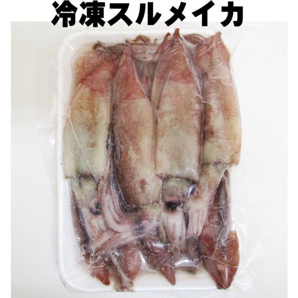 冷凍 スルメイカ　10匹入 釣り エサ 【寒ブリ】