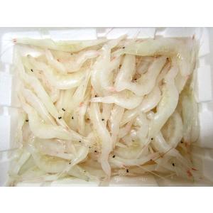 冷凍餌（魚種：マゴチ）｜釣り餌｜釣り｜アウトドア、釣り、旅行用品 通販 - Itoturi Okiebi