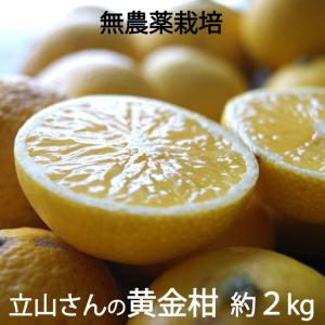 立山農園の 黄金柑 ゴールデンオレンジ 無農薬栽培　神奈川県小田原産　混在約２kg ＊常温便 ＊送料込