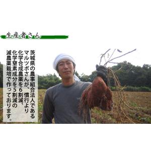 紫芋 マルツボの ふくむらさき 減農薬 特別栽...の詳細画像5