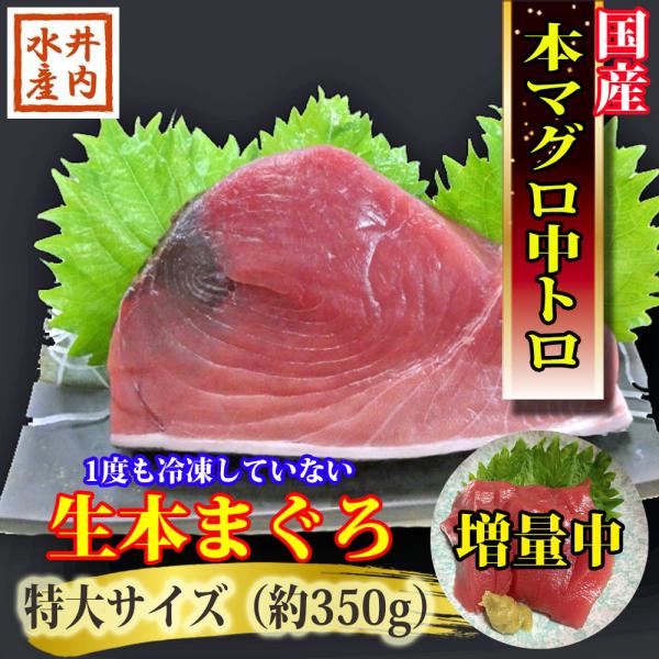 国産マグロ まぐろ 生本マグロ マグロ刺身 まぐろ 中トロ ブロック　冷蔵マグロ 350g 国産 本...