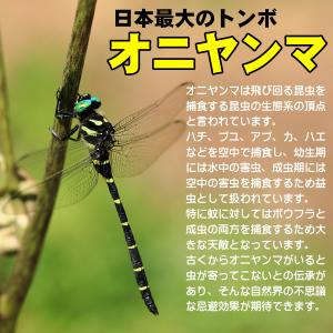 オニヤンマシール10枚入 日本製 送料無料 防...の詳細画像2
