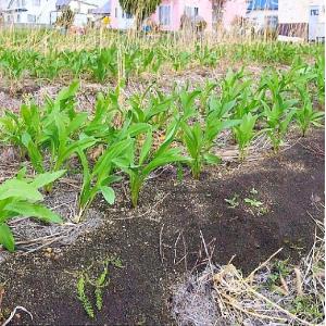 行者ニンニク 葉・北海道産1kg(250g×4...の詳細画像1