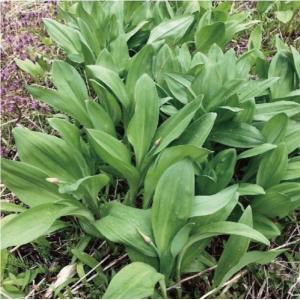 行者ニンニク 葉・北海道産1kg(250g×4...の詳細画像2