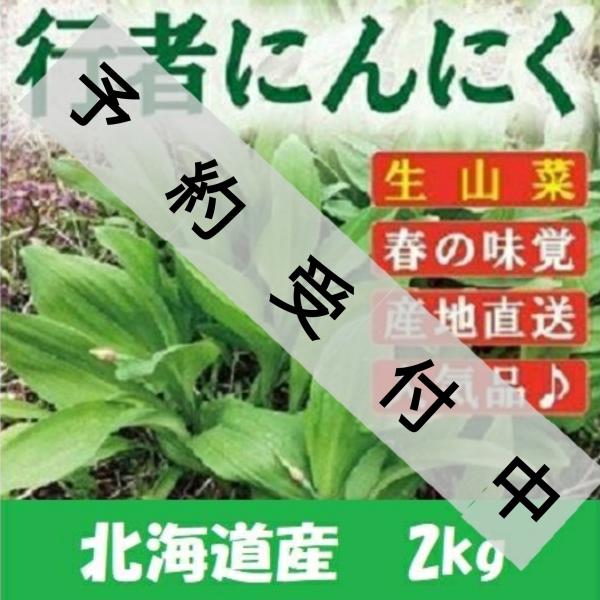 行者ニンニク 葉 北海道産2kg 醤油漬けや餃子に最高 生山菜 ギョウジャニンニク 2026年度産
