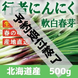 行者にんにく 春芽　北海道産 500ｇ　天ぷら醤油漬け餃子に最高　生山菜　ギョウジャニンニク 2025年度産