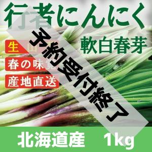 行者にんにく 芽　北海道産 1kg　天ぷら醤油漬け餃子に最高　生山菜　ギョウジャニンニク