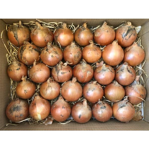 玉ねぎ Sサイズ たっぷり60個 秋採れ北海道産たまねぎ 使いきりやすいサイズ 6kg前後 2022...