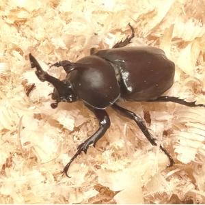 日本製 ひのき おがくず 50L クワガタ カ...の詳細画像2