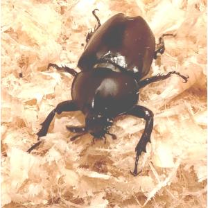 日本製 ひのき おがくず 50L クワガタ カ...の詳細画像3