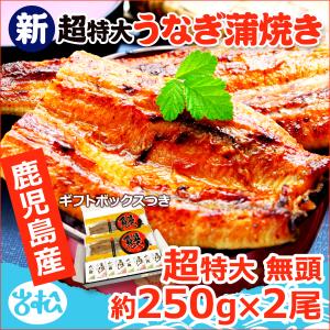 鹿児島産 新 超特大 国産 うなぎ蒲焼き 約250g×2尾 送料無料 ギフトボックス付 海鮮 プレゼント グルメ ギフト｜iwamatsu-salmon