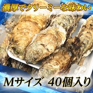 【生牡蠣】瀬戸内相生産 殻付岩牡蠣 Mサイズ 40個入り【お取り寄せ】｜iwamotosuisan