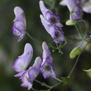 キタダケトリカブト