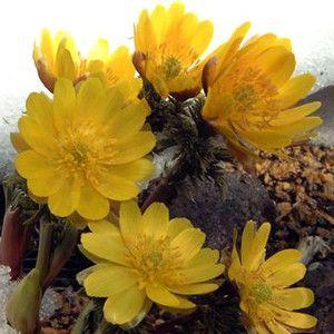 礼文アツモリソウ 花1芽株 : 岩崎園芸ネットストア Yahoo店 - 通販