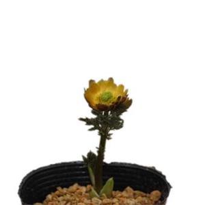 福寿草 苗の商品一覧 通販 Yahoo ショッピング