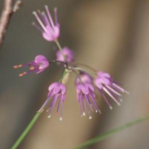 千島ラッキョウ