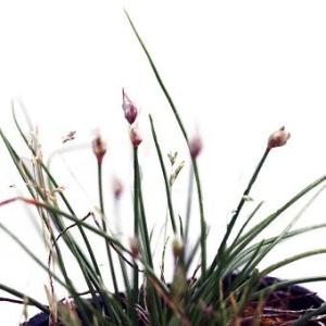 [ 山野草苗 ] 屋久島イトラッキョウ