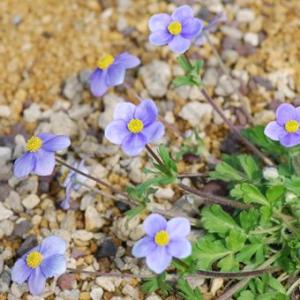 礼文アツモリソウ 花1芽株 : 岩崎園芸ネットストア Yahoo店 - 通販