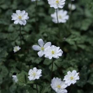 ニリンソウ 「銀盃」