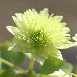 緑花八重咲きバイカカラマツ