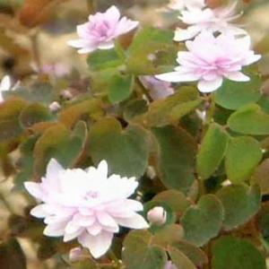 かお様♡秋桜の苗サイズのご確認陽です。 かお様♡秋桜の苗サイズのご確認陽です。