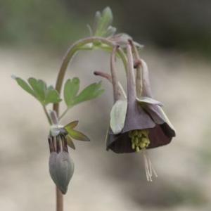 オダマキ苗の商品一覧 通販 Yahoo ショッピング