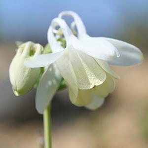 厚岸産ホテイアツモリソウ 花1芽株 : 岩崎園芸ネットストア Yahoo店