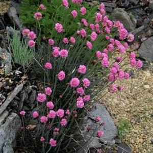 アルメリア 山野草鉢花 の商品一覧 盆栽 苔玉 花 ガーデニング 通販 Yahoo ショッピング