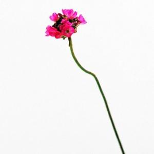 [ 山野草苗 ] 銅葉アルメリアの詳細画像2