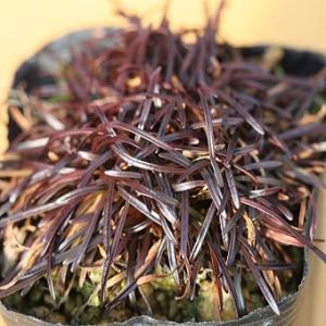 [ 山野草苗 ] 銅葉アルメリアの詳細画像3