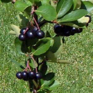 ネロ アロニア (ブラックチョコベリー/チョークベリー) ポット苗