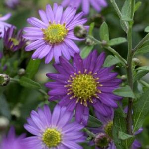 エゾノコンギク