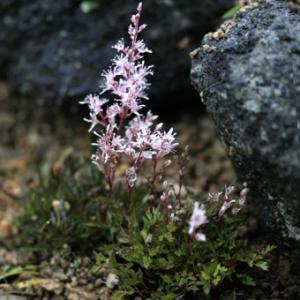 屋久島ショウマ