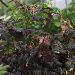 現品販売】厚岸産ホテイアツモリソウ 花2芽葉2芽株 : 岩崎園芸ネット