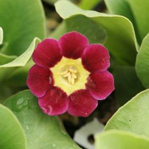 オーリキュラ「ギークロス」